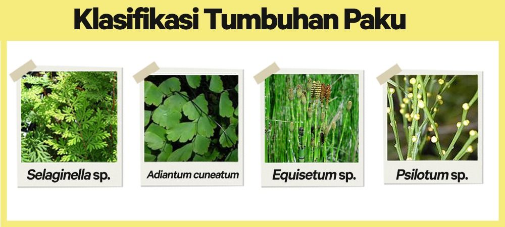 Mengenal Tumbuhan Paku Biologi Kelas 10 